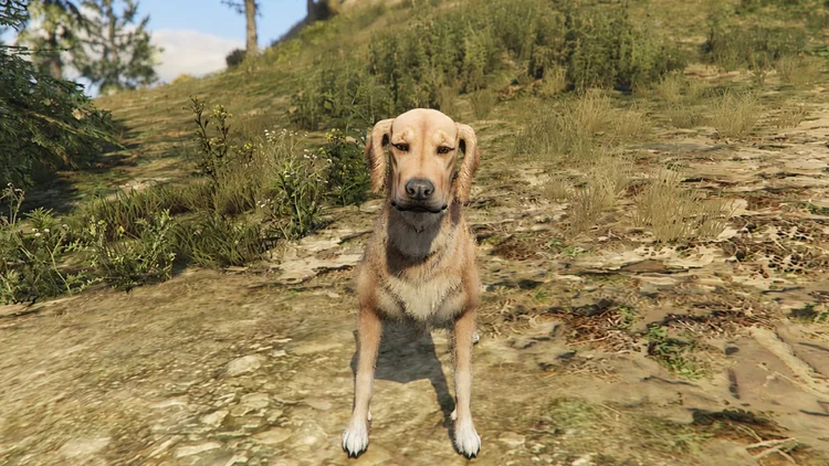 Labrador Retriever a GTA 5